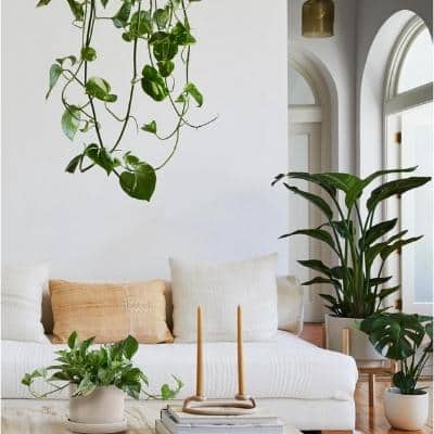 refresh spring home decor with plants from the sill