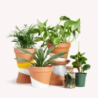 horti plant subscription box, mother's day gift
