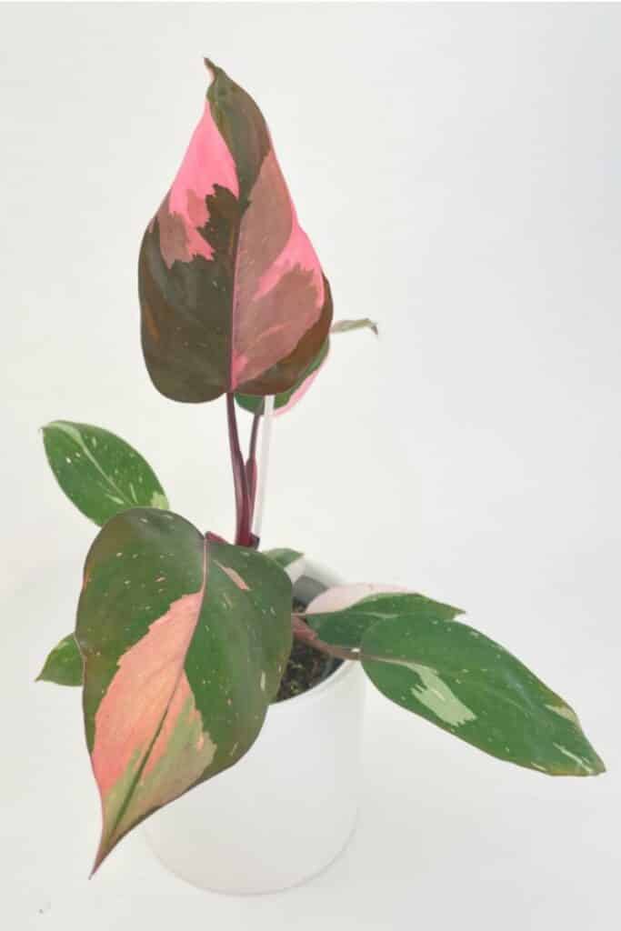 variegated plant Philodendron Pink Princess