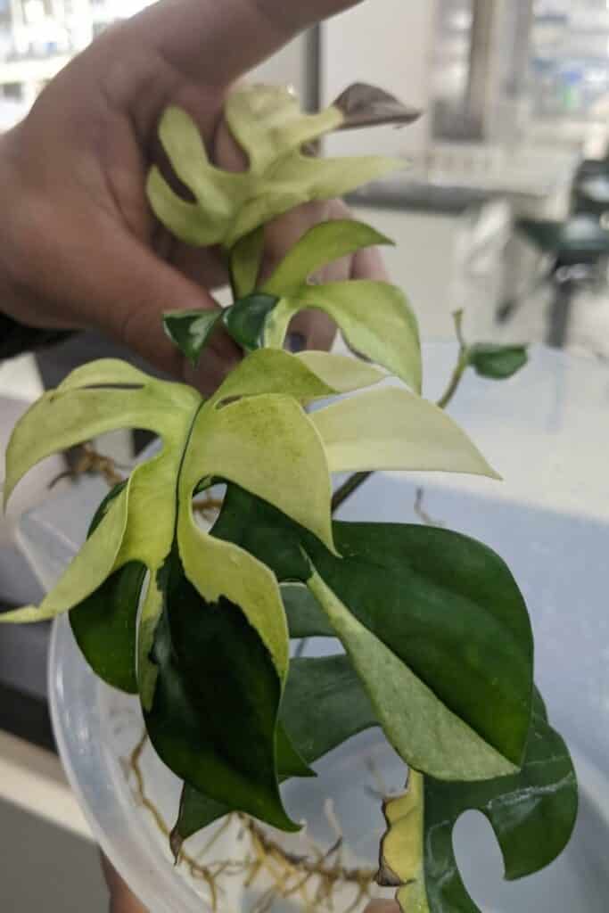 rare variegated plant Rhaphidophora Tetrasperma