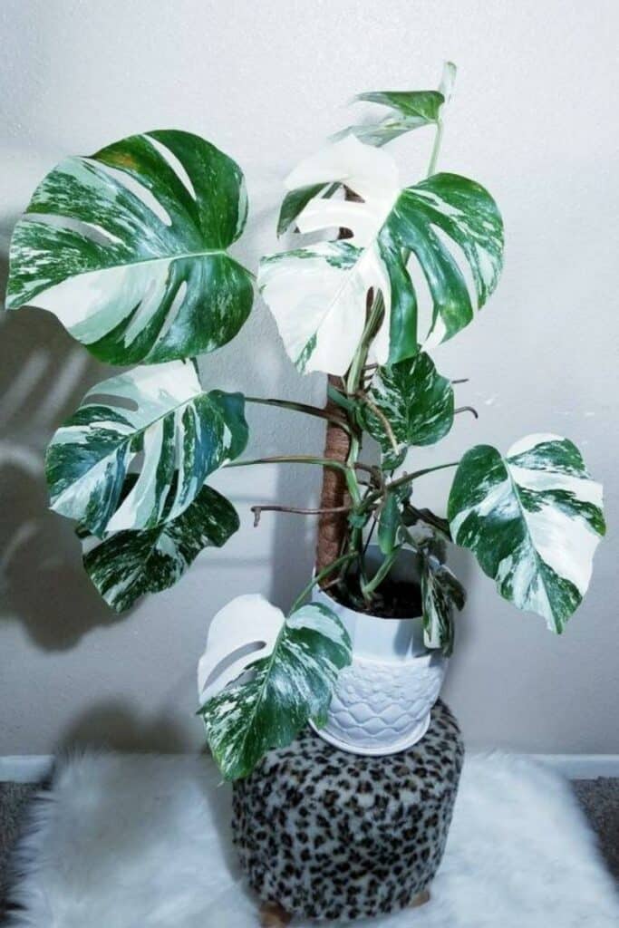 rare variegated plant Monstera Albo Variegata