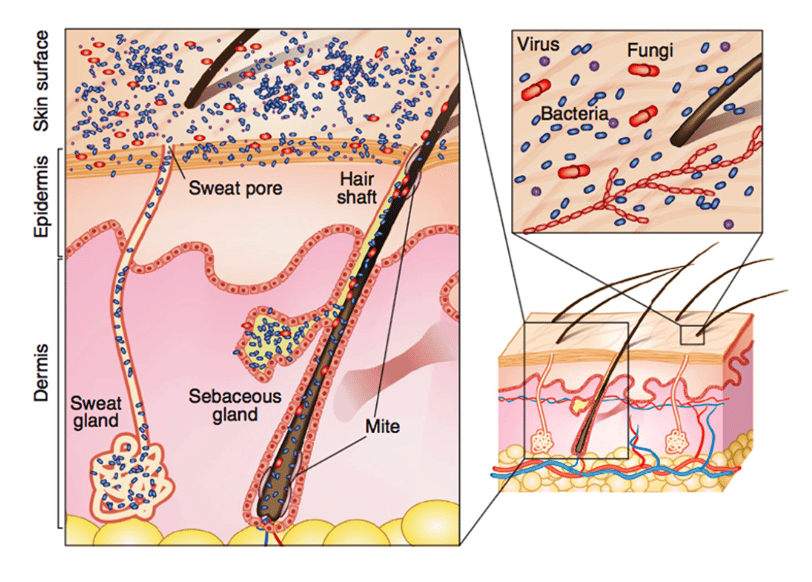 diagram for armpit exfoliation