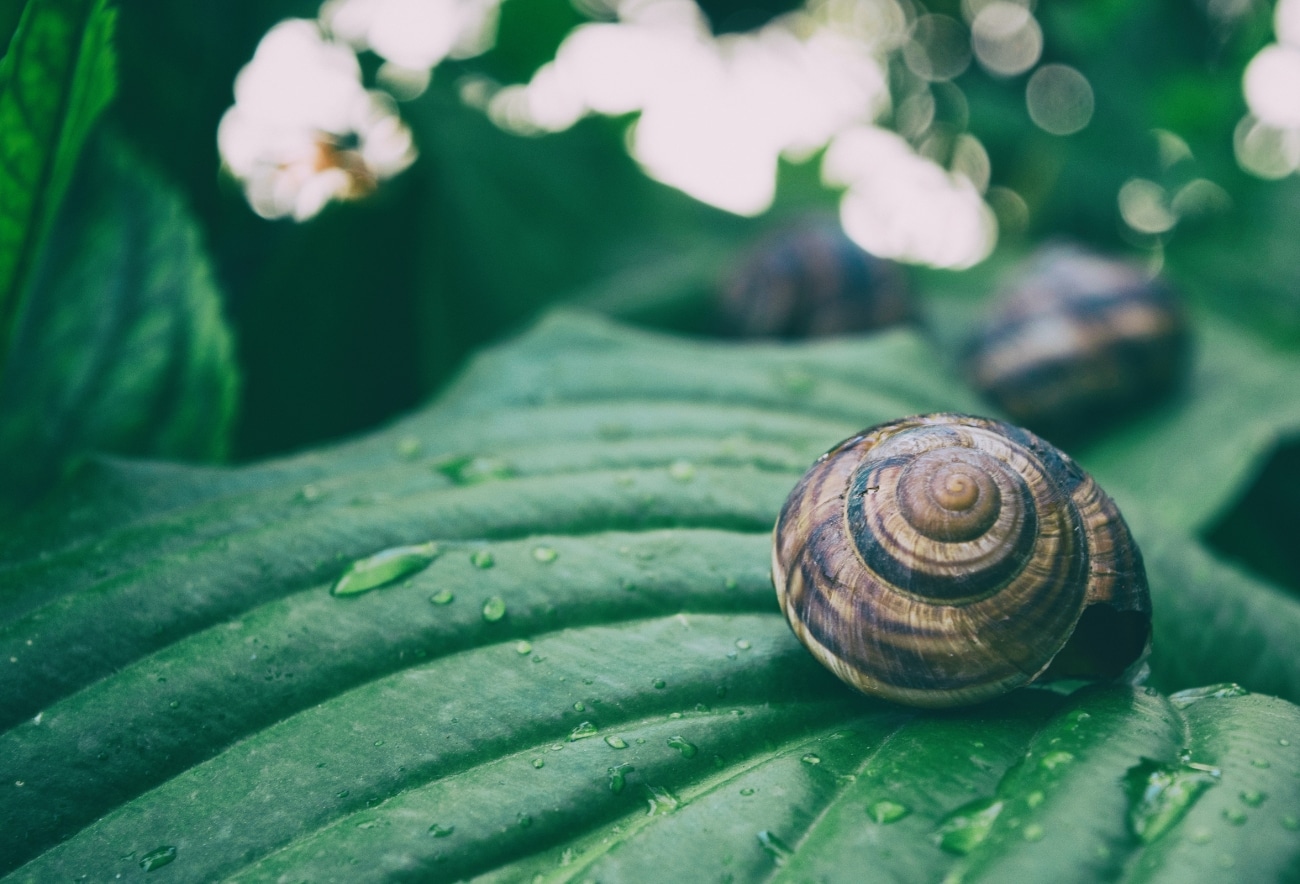 Top 5 Snail Mucin Benefits + Before and After Results